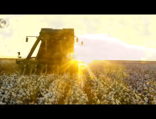 Winter Sowing Update March 2025