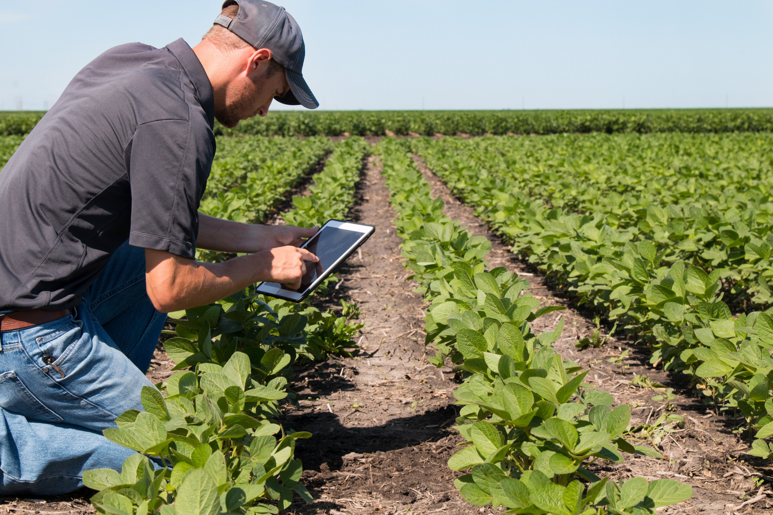 crop agronomist